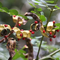 <i>Adenanthera pavonina</i>  L.